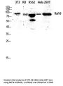 Raf-B Antibody