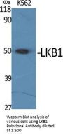 LKB1 Antibody