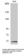 LKB1 Antibody