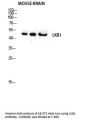 LKB1 Antibody