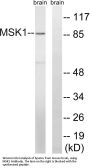 MSK1 Antibody
