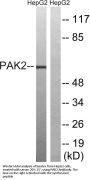 PAKγ Antibody