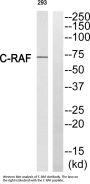 Raf-1 Antibody