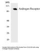 AR Antibody