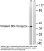 VDR Antibody