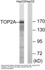 Topo IIα Antibody