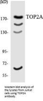 Topo IIα Antibody