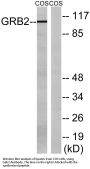 Gab 2 Antibody