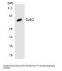 Gab 2 Antibody