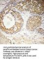Bcl-x Antibody