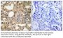 Bcl-x Antibody