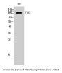 PYK2 Antibody