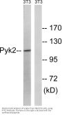 PYK2 Antibody