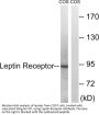 Ob-R Antibody