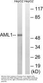 RUNX1 Antibody