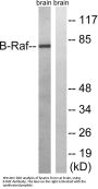 Raf-B Antibody