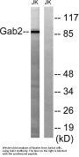 Gab 2 Antibody