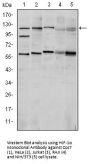 HIF-1α Antibody