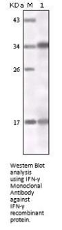 IFN-γ Antibody