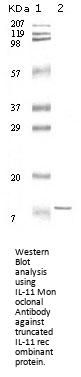 IL-11 Antibody