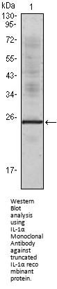 IL-1α Antibody