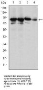 Ku-80 Antibody