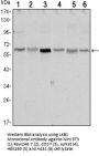 LKB1 Antibody