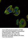 Mammaglobin A Antibody