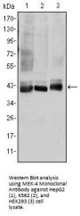 MEK-4 Antibody