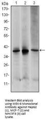 MEK-6 Antibody