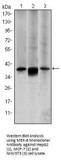 MEK-6 Antibody