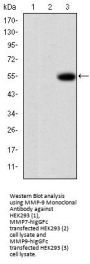 MMP-9 Antibody