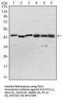 PDK1 Antibody