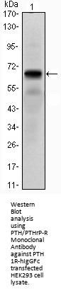 PTH/PTHrP-R Antibody