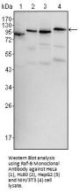 Raf-B Antibody