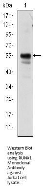 RUNX1 Antibody