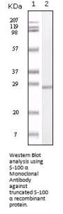 S-100 α Antibody