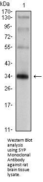 SYP Antibody