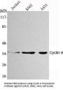 Cyclin H Antibody