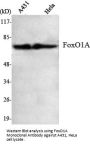 FoxO1A Antibody