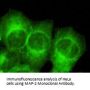 MAP-2 Antibody