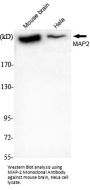 MAP-2 Antibody