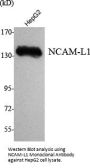 NCAM-L1 Antibody