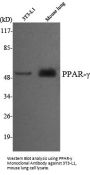 PPAR-γ Antibody