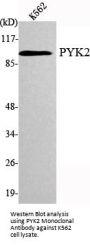 PYK2 Antibody