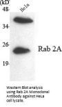 Rab 2A Antibody
