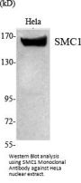 SMC1 Antibody