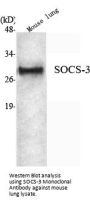 SOCS-3 Antibody