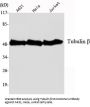 Tubulin β Antibody