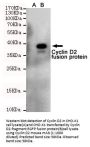 Cyclin D2 Antibody